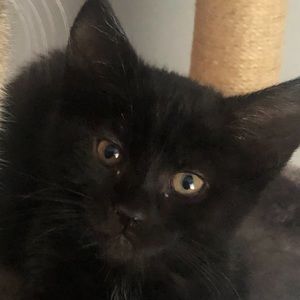 Meet your Posher, Donna